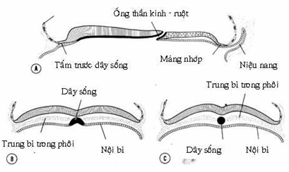 A. Sơ đồ cắt dọc phôi ngày thứ 18, B. Sơ đồ cắt ngang phần đầu phôi ngày thứ 19