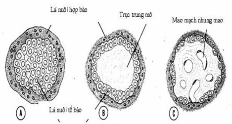 Sơ đồ phát triển nhung mao.