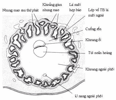 Sơ đồ cắt ngang phôi và lá nuôi tuần thứ ba