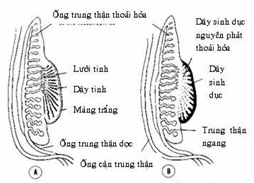 Đường sinh dục ở tuần thứ 6 ở nam (A), ở nữ (B)