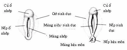 Giai đoạn trung tính của đường sinh dục ngoài