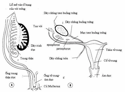 Đường sinh dục nữ