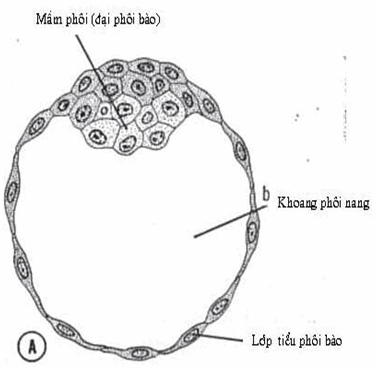 Cắt ngang phôi nang vào khoảng bốn ngày rưỡi.
