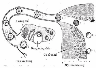 Các hiện tượng xẩy ra trong tuần đầu của sự phát triển