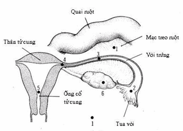 Vị trí làm tổ bất thường của phôi nang