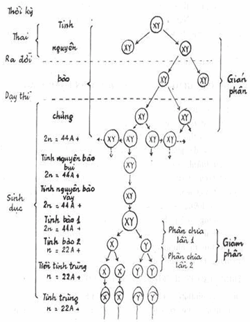 Quá trình tạo tinh trùng
