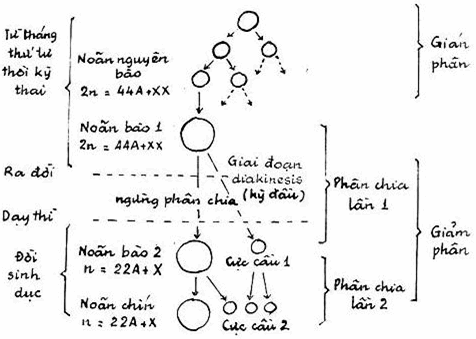 Quá trình tạo noãn