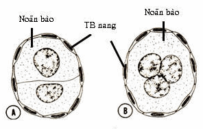 Noãn bất thường