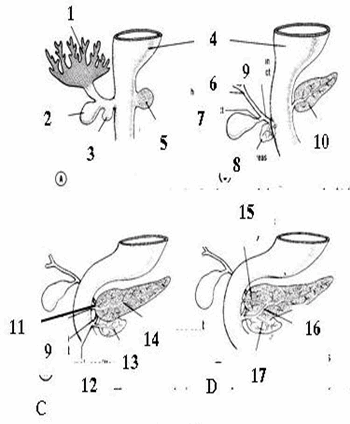 Sự phát triển của tụy