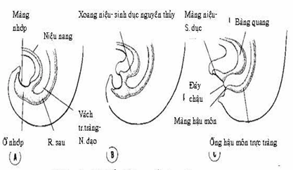 Phát triển gia đoạn cuối của ruột sau ở các giai đoạn phát triển