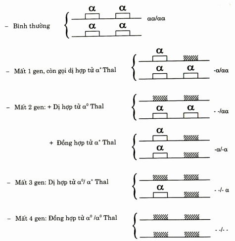 Các kiểu tổ hợp gen trong α thalassemia