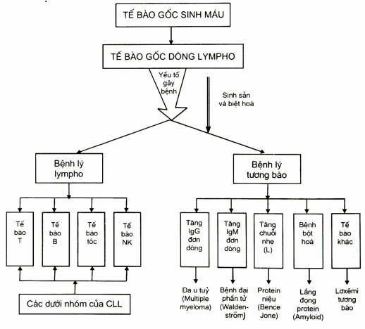 Sơ đồ. Phân loại bệnh lý dòng lympho mạn (Tefferi A, 2001)