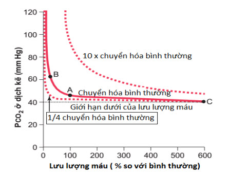 Ảnh hưởng của lưu lượng dòng máu và tốc độ chuyển hóa tới PCO2 cở dịch kẽ