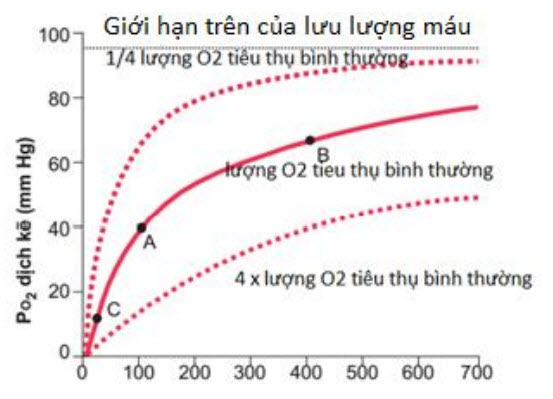 Ảnh hưởng của lưu lượng dòng máu và tốc độ sử dụng oxy tới PO2 ở mô