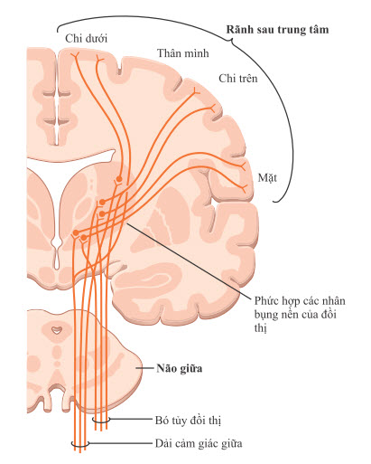 Đường đi của hệ thống cột tủy sau