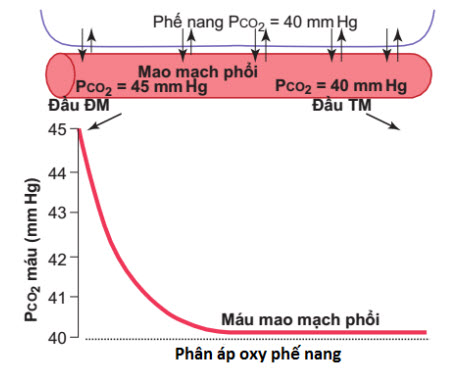 Khuếch tán carbon dioxide từ máu phổi vào phế nang