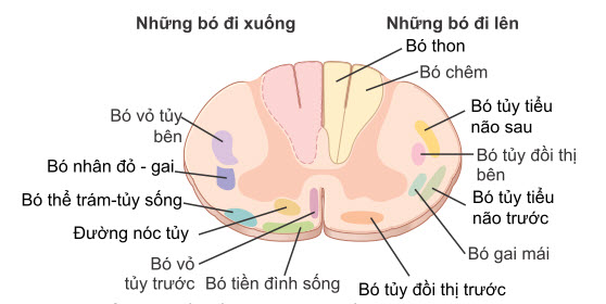  Mặt cắt ngang của tủy sống, cho thấy các đường tăng dần chính ở bên phải và các đường giảm dần chính ở bên trái.