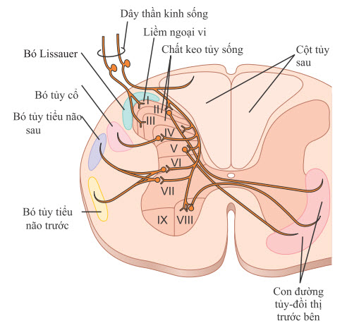 Mặt cắt ngang của tủy sống