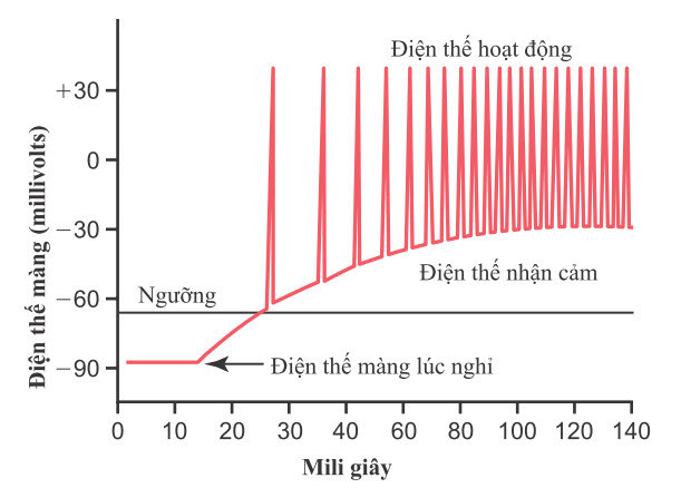 Mối quan hệ giữa điện thế thụ thể và điện thế hoạt động