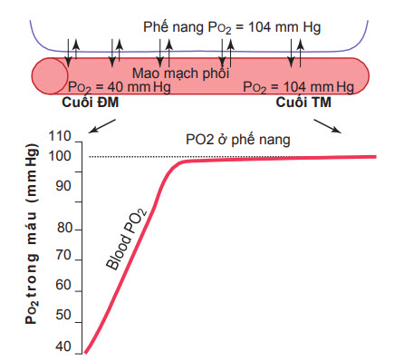 Sự hấp thu ô xy vào máu mao mạch phổi