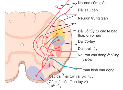 Sự hội tụ của các con đường điều khiển vận động khác nhau