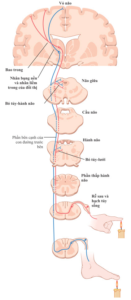 Sự phân chia trước và sau của đường cảm giác trước bên