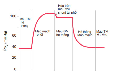 Sự thay đổi PO2 trong máu mao mạch phổi