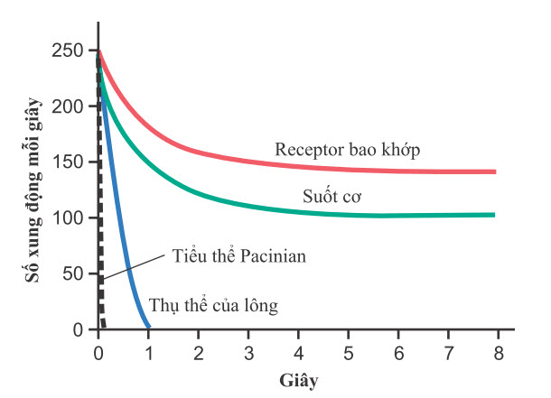 Sự thích ứng của các loại thụ thể khác nhau
