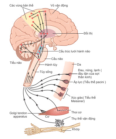 Trục cảm giác thần kinh của hệ thần kinh