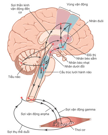Trục thần kinh vận động xương của hệ thần kinh