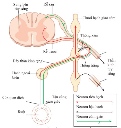 Các kết nối dây thần kinh giữa tủy sống, dây thần kinh cột sống
