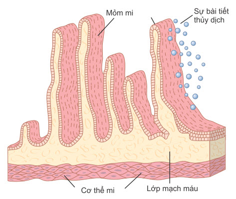 Giải phẫu các quá trình thể mi