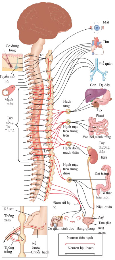 Hệ thống thần kinh giao cảm
