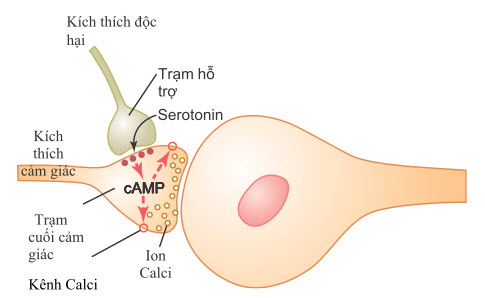 Hệ thống trí nhớ đã được phát hiện ở ốc sên Aplysia
