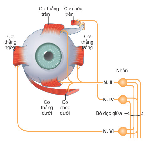 Hình ảnh phía trước của mắt phải