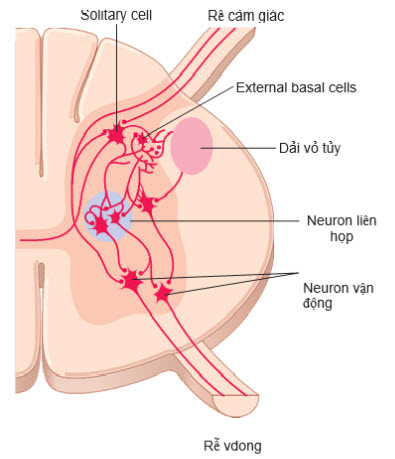 Kết nối của các sợi cảm giác ngoại vi và sợi vỏ não