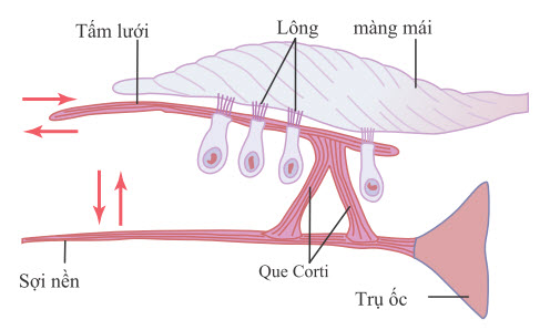 Kích thích các tế bào lông bằng cách di chuyển qua lại của các sợi lông