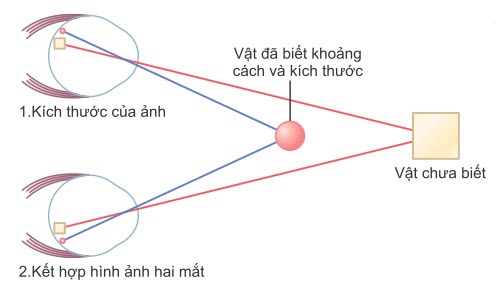 Nhận thức về khoảng cách theo kích thước của hình ảnh trên võng mạc