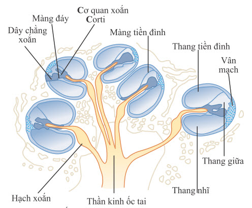 Ốc tai
