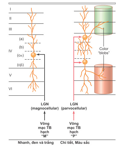 Sáu lớp của vỏ não thị giác sơ cấp