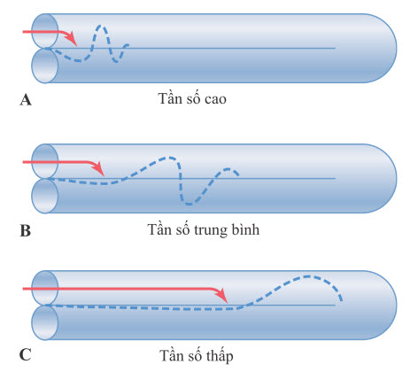 “Sóng di chuyển” dọc theo màng đáy