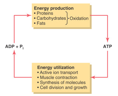 Adenosine triphosphate là liên kết trung tâm