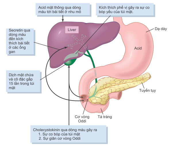 Bài tiết của gan và làm rỗng túi mật