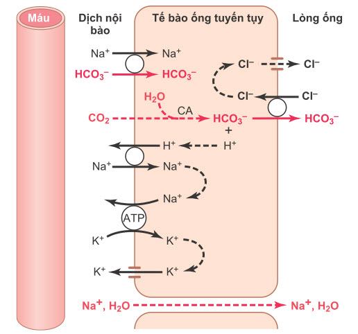 Tụy bài tiết NaHCO3