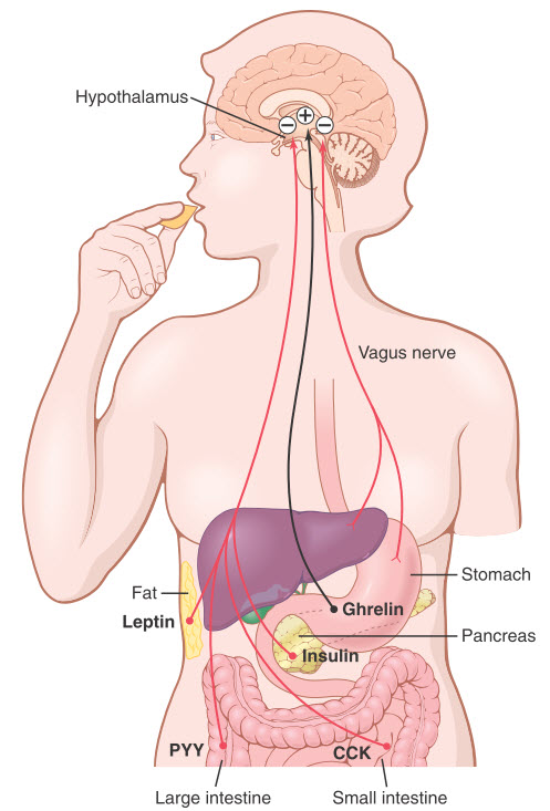 Cơ chế phản hồi để kiểm soát lượng thức ăn