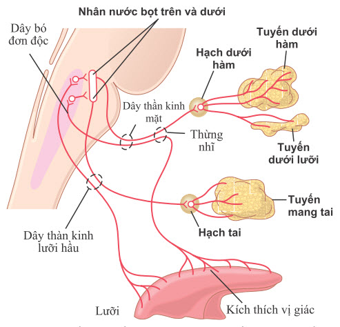 Thần kinh phó giao cảm điều hòa bài tiết nước bọt