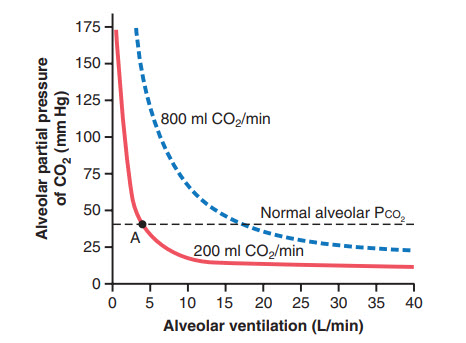 Ảnh hưởng của thông khí phế nang lên áp suất riêng phần phế nang của carbon dioxide