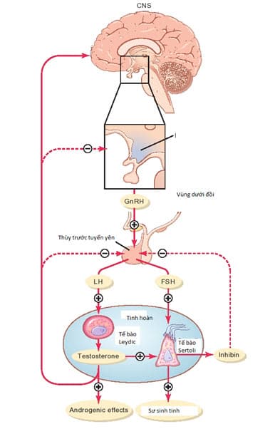 Cơ chế ức chế ngược của testosterone lên trục dưới đồi, tuyến yên