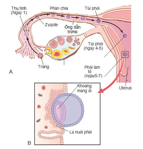 Rụng trứng, trứng di chuyển, trứng làm tổ.