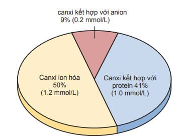 Phân phối canxi ion hóa